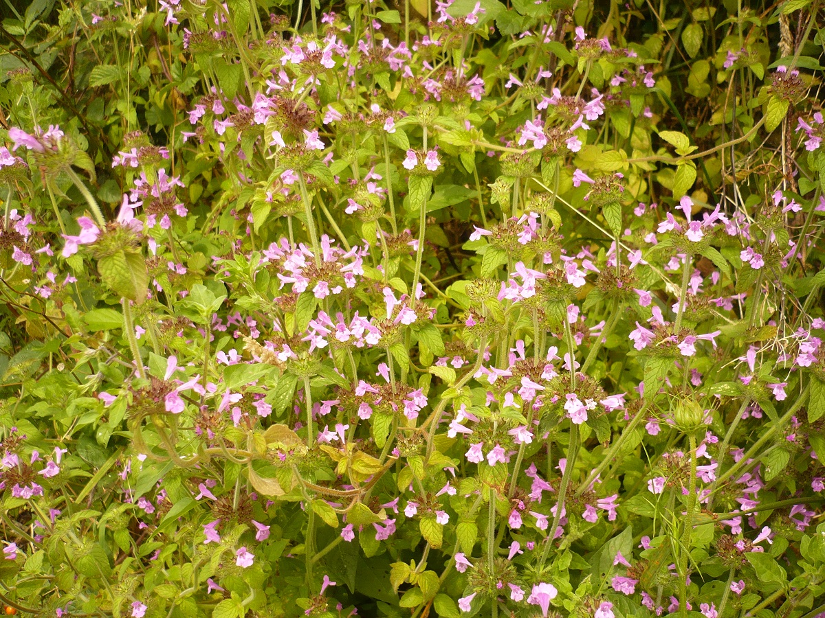 Clinopodium vulgare (Lamiaceae)